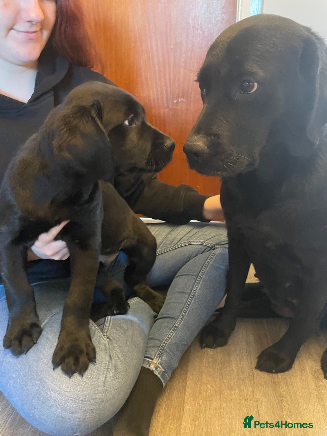 Goldador dogs for sale: Extensively health tested Goldador puppies - Advert 20