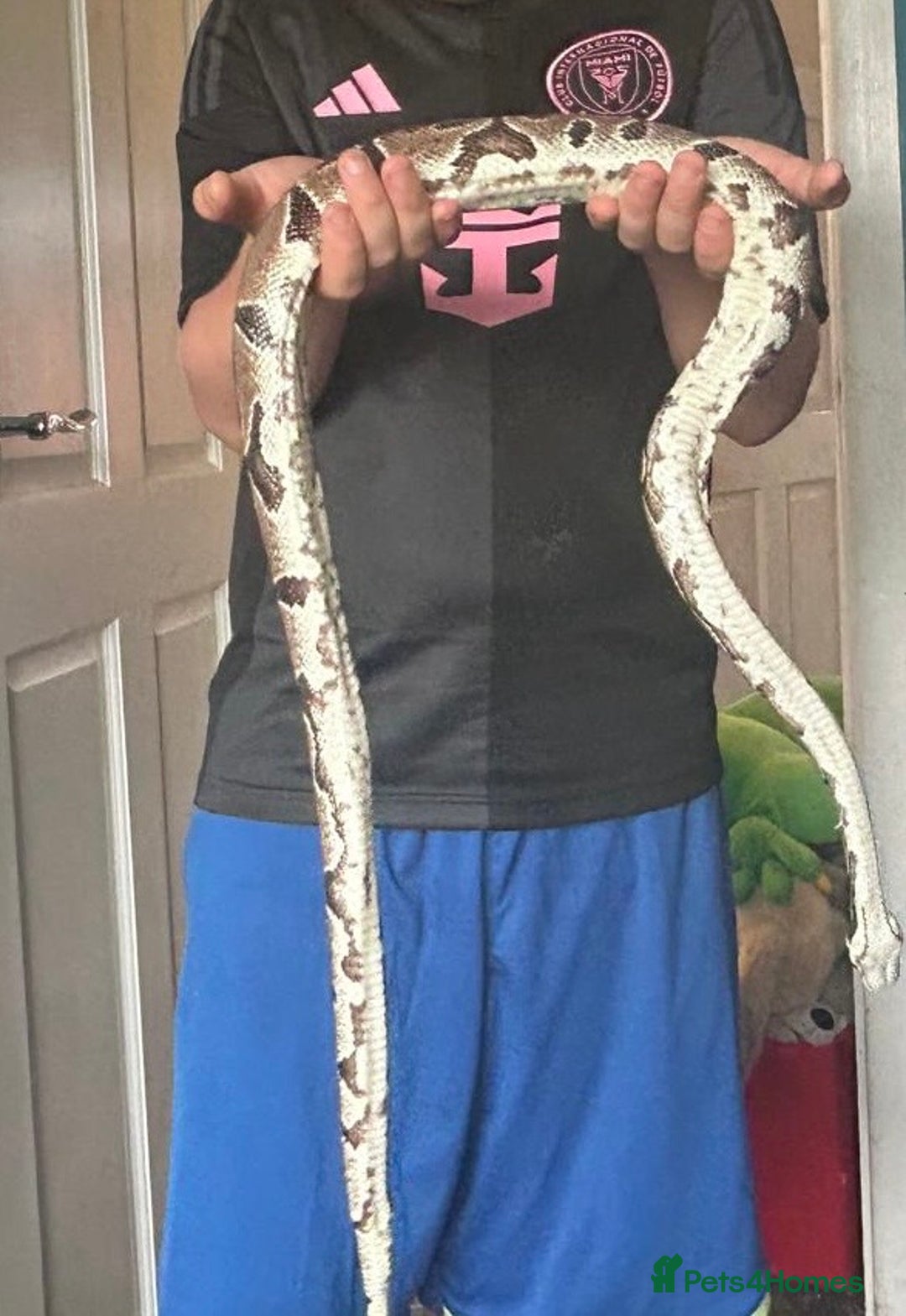 Python Snake reptiles for sale: Python Snake  - Advert 1