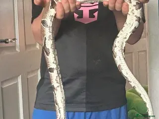 Python Snake reptiles Python Snake - Advert 11