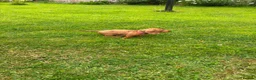 Miniature Dachshund dogs for sale: Beautiful Miniature Dachshunds 🐾 in Wednesbury - Advert 12