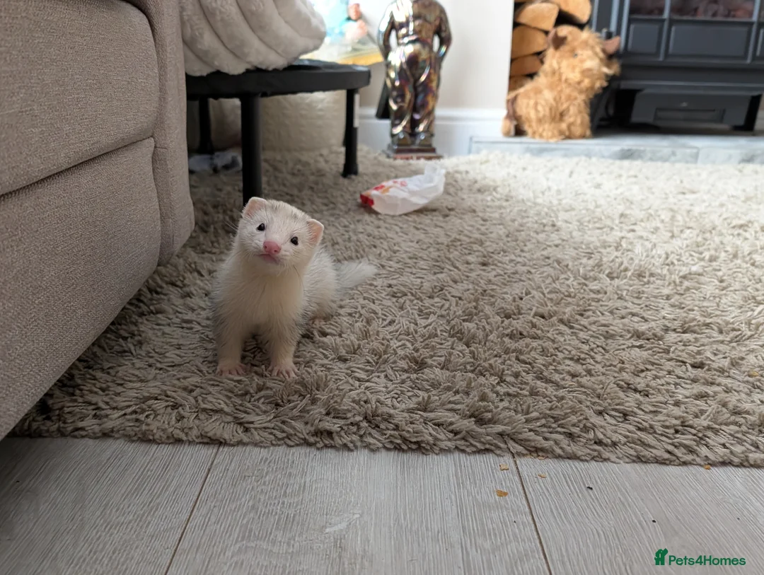 Ferret rodents for sale: Friendly ferret 9 week old for sale - Advert 1