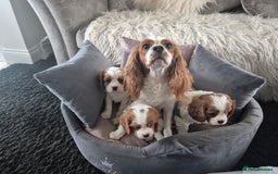 Cavalier King Charles Spaniel dogs for sale: King charles cavalier puppies - Image 2