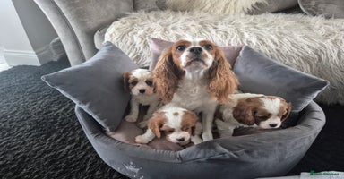 Cavalier King Charles Spaniel dogs - Advert 8
