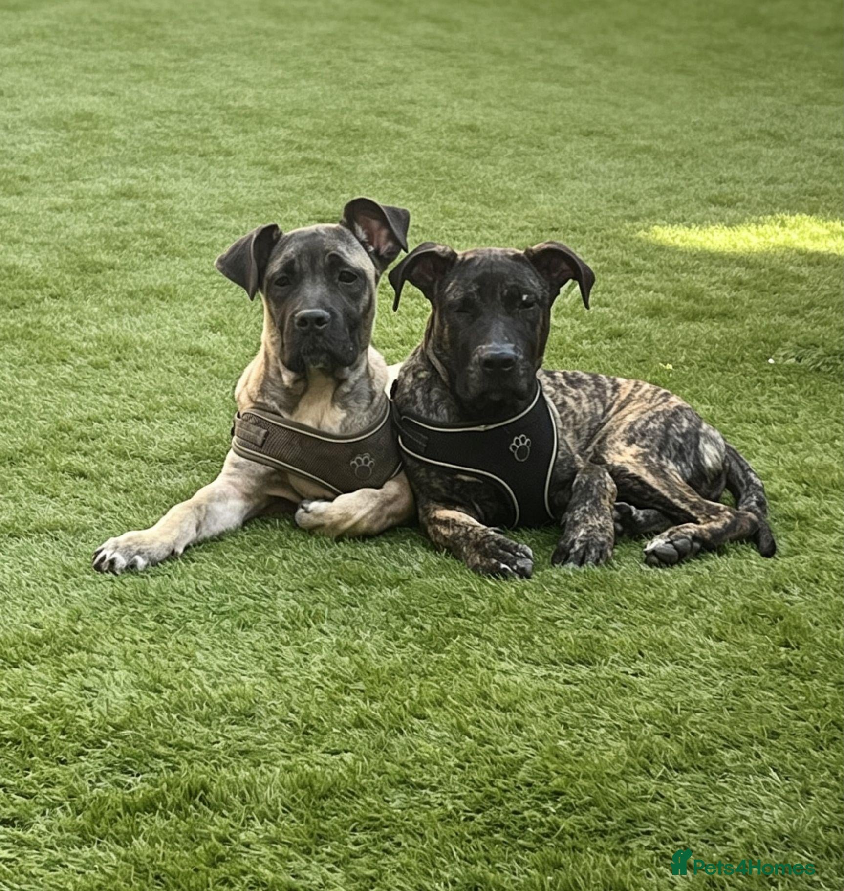 Mixed Breed dogs Beautiful Large Cane Canario's Puppies  - Advert 9