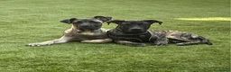 Mixed Breed dogs for sale: Beautiful Large Cane Canario's Puppies  - Advert 1