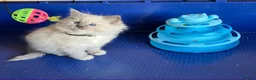 Ragdoll cats for sale: GCCF Ragdoll 🏆Champion Bloodline🌟5-Gen Pedigrees - Advert 11