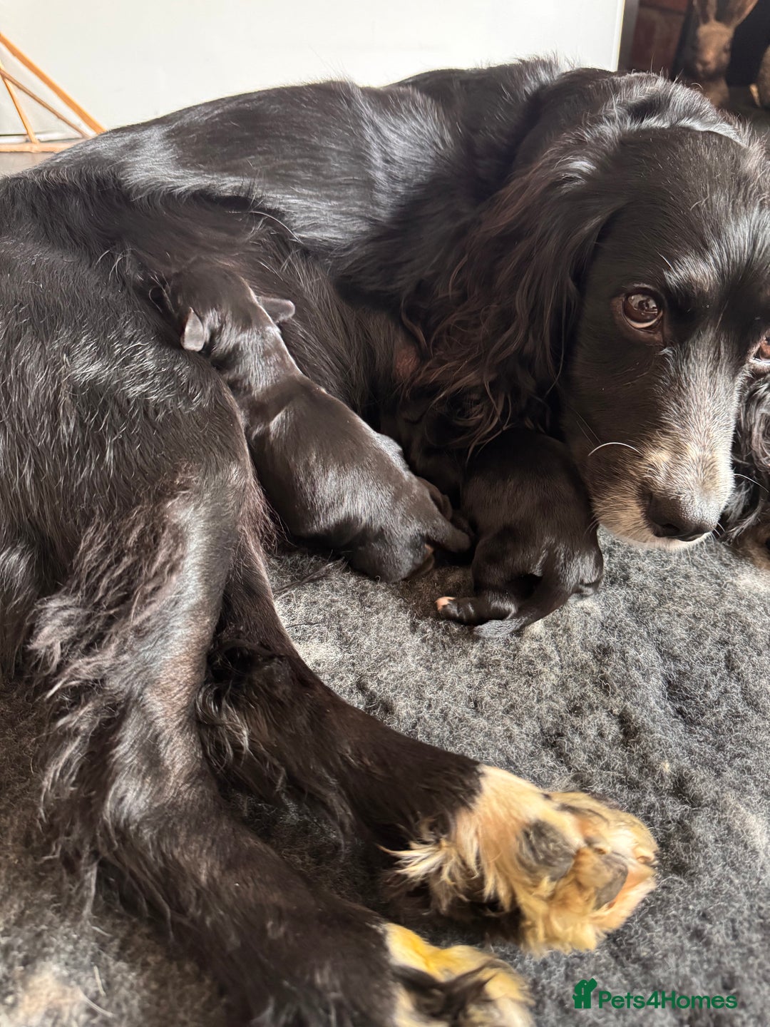 Cocker Spaniel dogs for sale: KC Cocker Spaniel Puppies  - Image 5