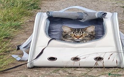 Maine Coon cats for sale: Maincoon cross domestic long hair, 11 months old - Image 12