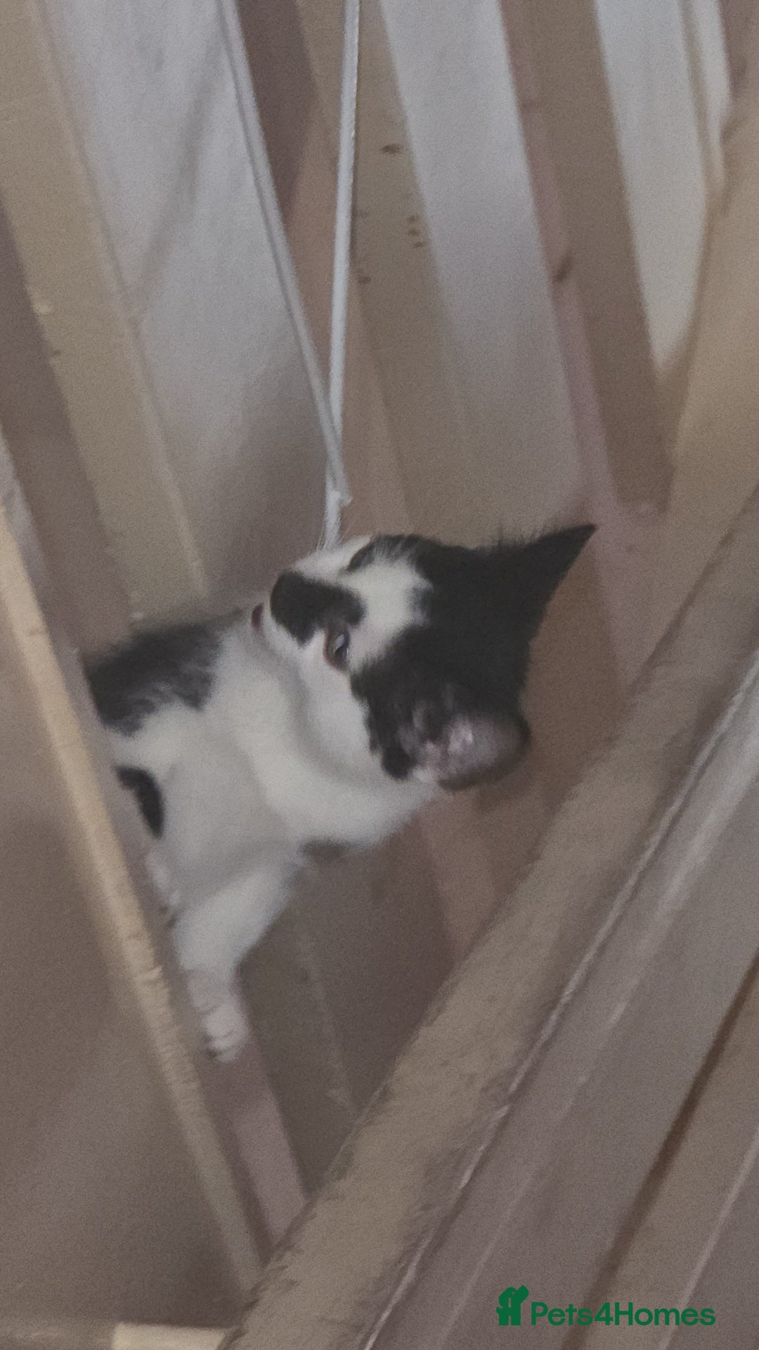 Mixed Breed cats for sale: 2 brothers for sale - Image 2