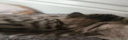 Mixed Breed cats for sale: Cute and  playful kittens  - Advert 2