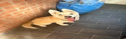 Siberian Husky dogs for sale: Siberian Husky   - Advert 2
