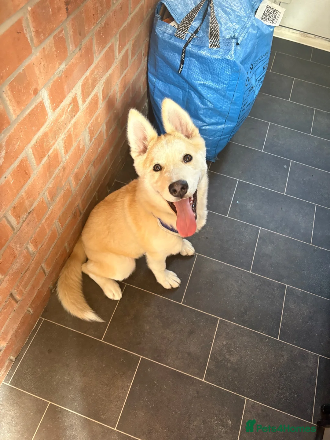 Siberian Husky dogs for sale: Siberian Husky   - Advert 2