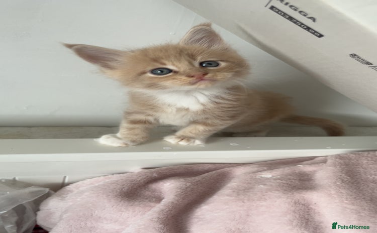 Maine Coon cats - Advert 1