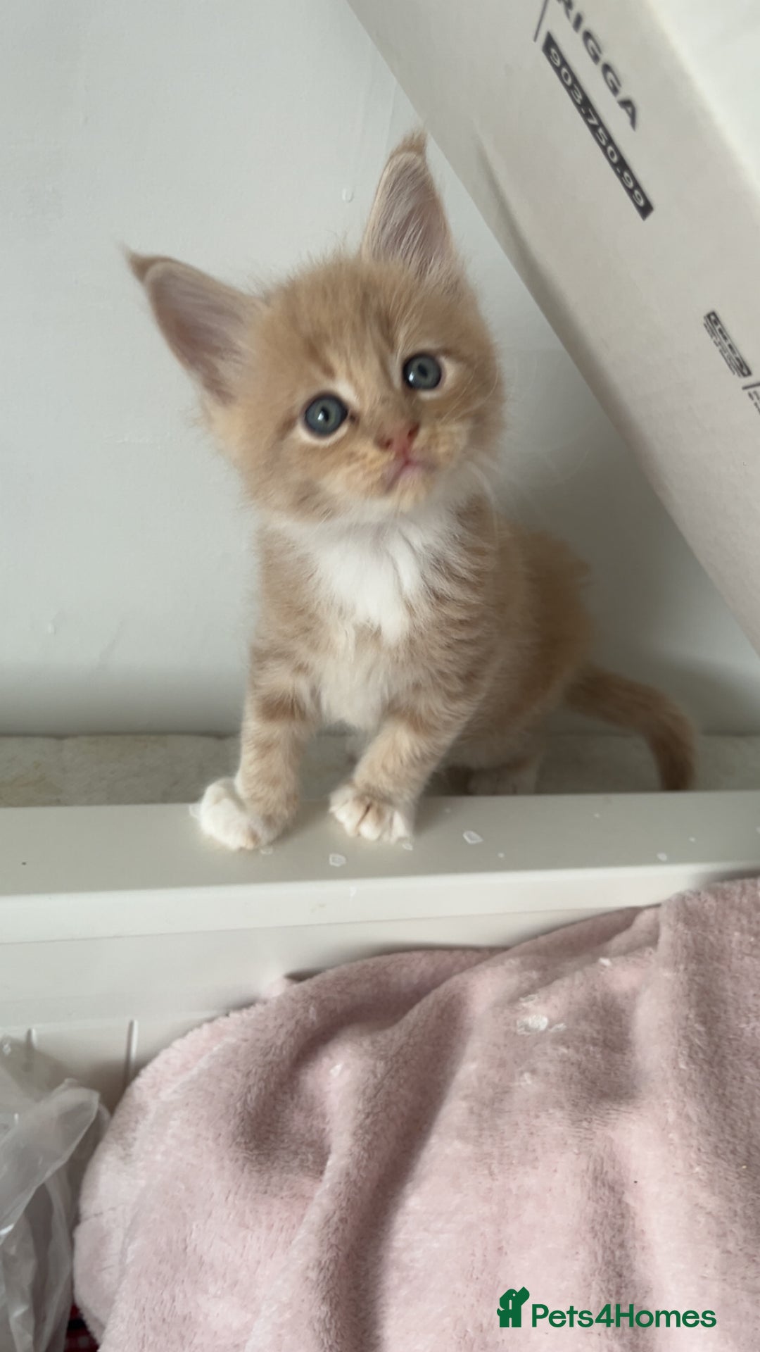 Maine Coon cats for sale: Tica Registered Maine coon kittens (one poly)  - Image 1