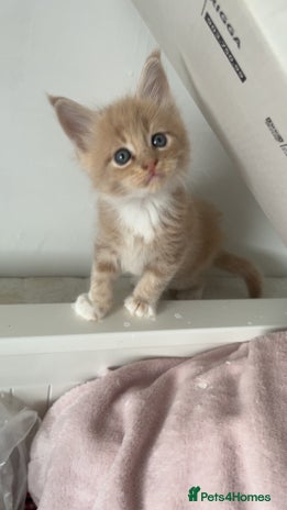 Maine Coon cats - Advert 14
