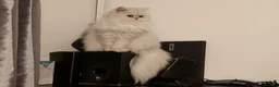 Persian cats for sale: Persian kittens  in Stoke-on-Trent - Advert 2