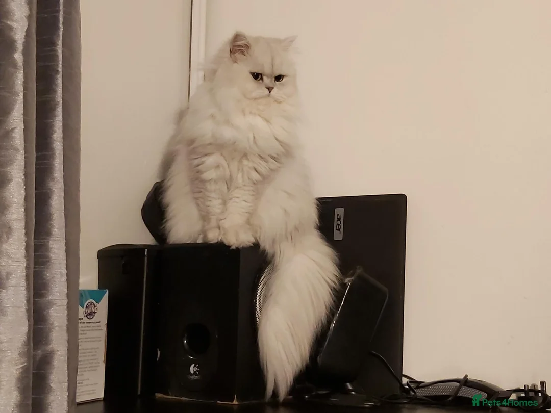 Persian cats for sale: Persian kittens  in Stoke-on-Trent - Advert 2