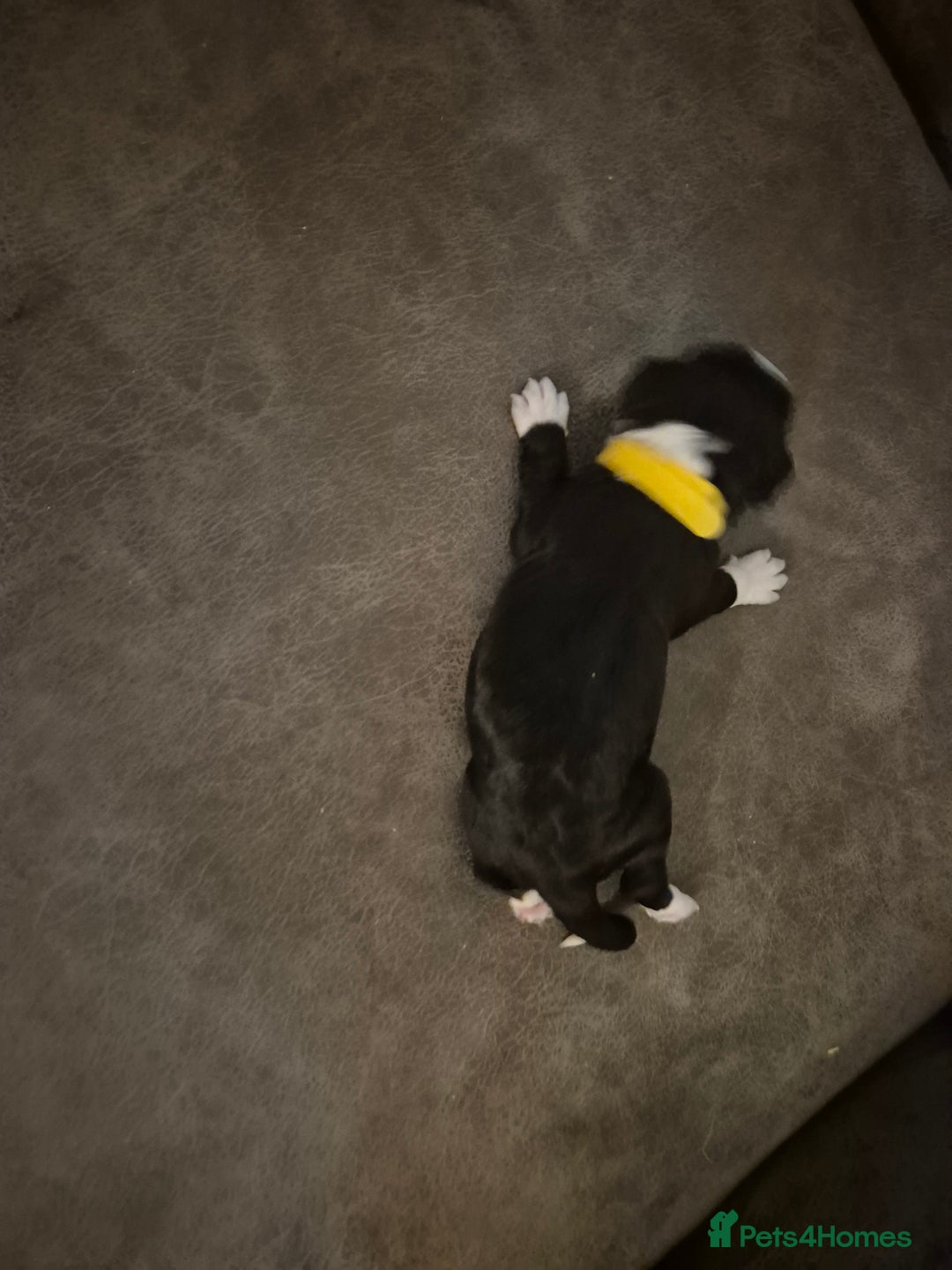 Sprollie dogs for sale: Sprollie puppies - Advert 7