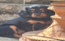 Cavapoo dogs for sale: Cavapoo rare black &tan health tested  - Image 3