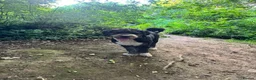 Bernedoodle dogs for sale: 2 yr old Bernedoodle- Male  - Advert 14