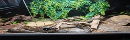 Snake reptiles for sale: Spotted Python - Advert 2