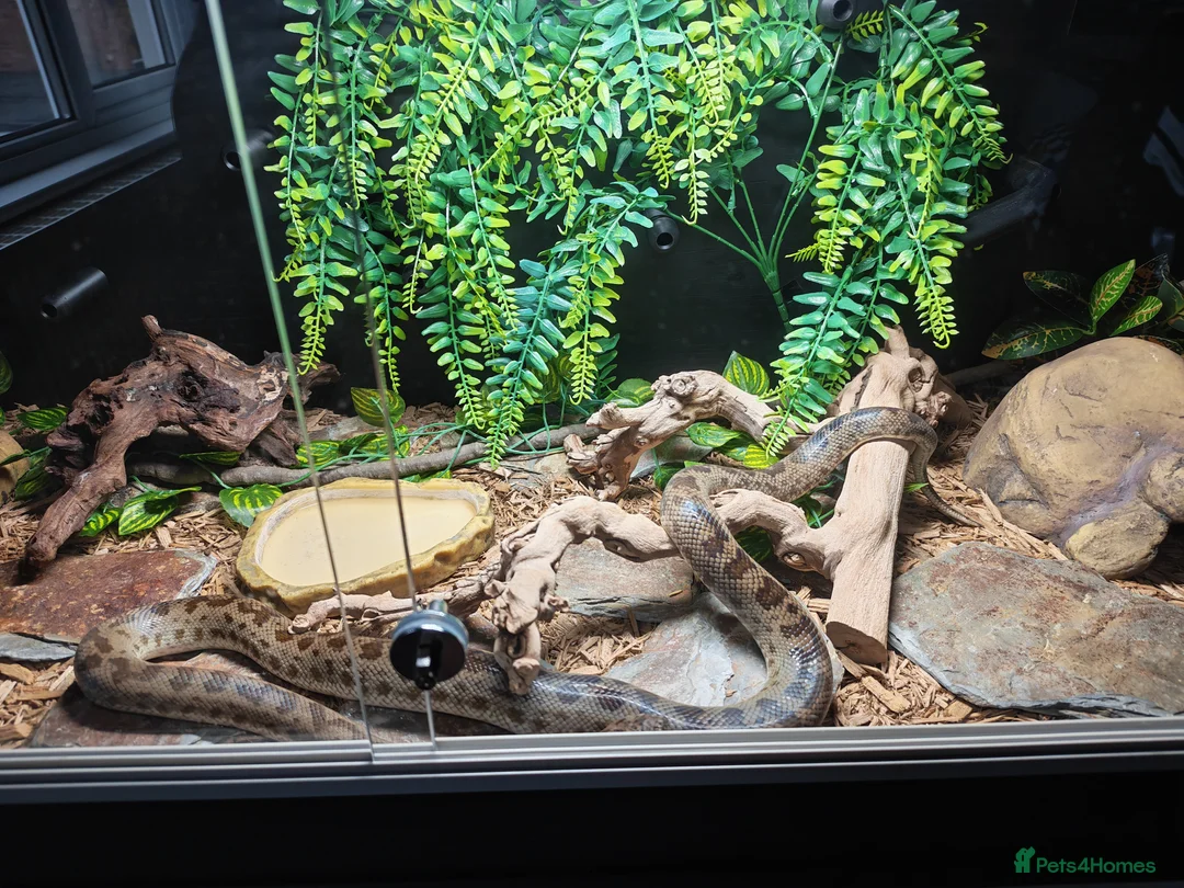 Snake reptiles for sale: Spotted Python - Advert 2