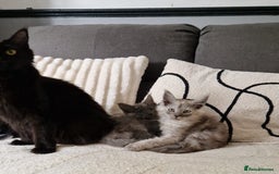 Maine Coon cats for sale: Beautiful GCCF Mainecoon kittens  - Image 6