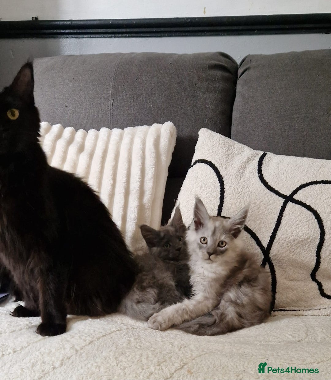 Maine Coon cats for sale: Beautiful GCCF Mainecoon kittens  - Image 6