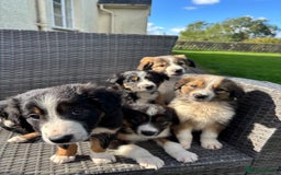 Border Collie dogs for sale: Beautiful Collie Puppies❤️ - Image 3