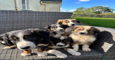 Border Collie dogs - Advert 12