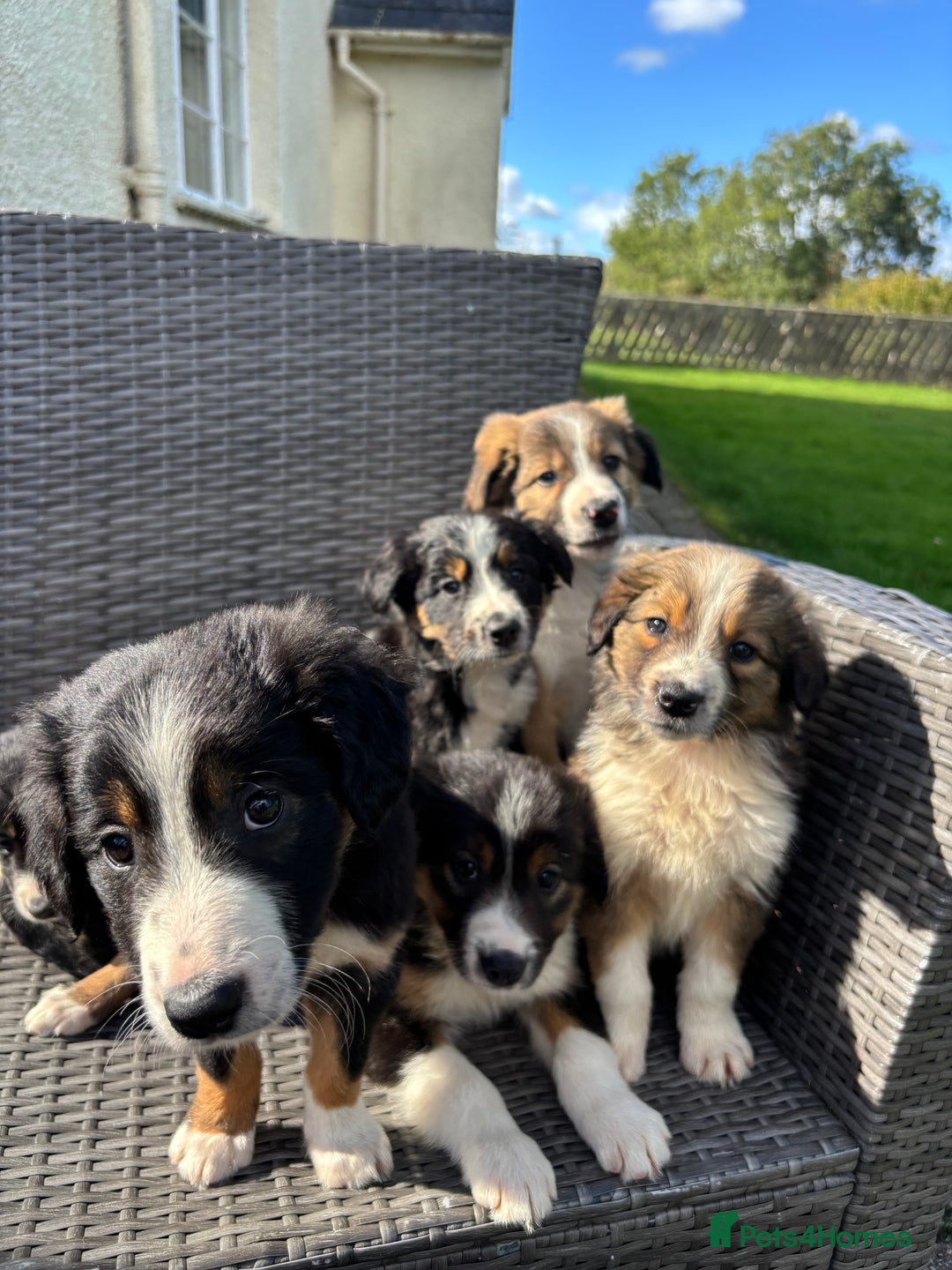 Border Collie dogs for sale: Beautiful Collie Puppies❤️ - Image 3
