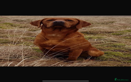 Labrador Retriever dogs for sale: My lovely Labrador puppies - Image 33