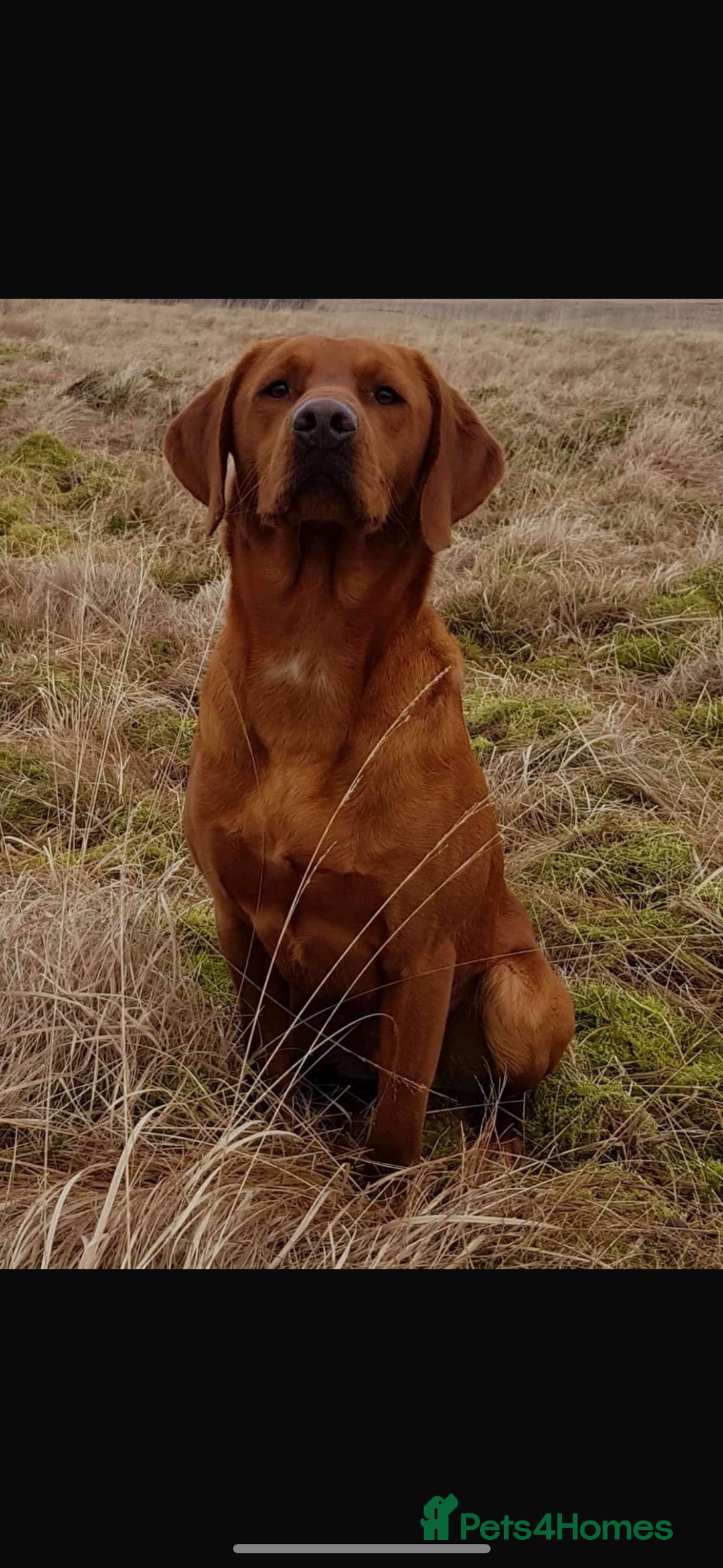 Labrador Retriever dogs for sale: My lovely Labrador puppies - Image 33
