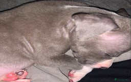 American Bully dogs for sale: American pocket bully  - Image 5