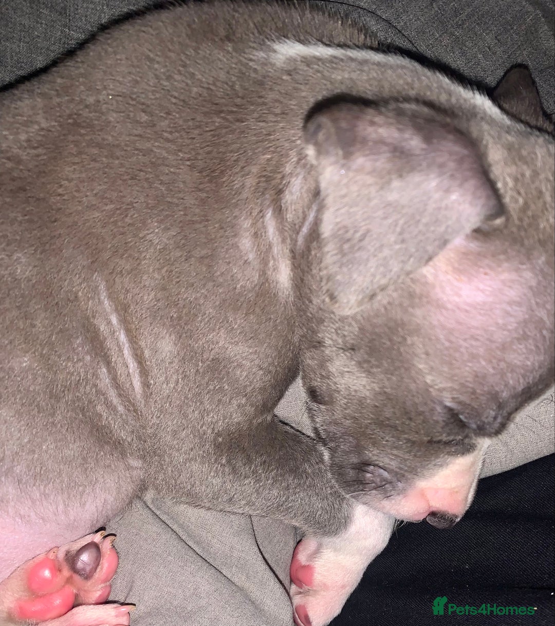 American Bully dogs for sale: American pocket bully  - Image 5