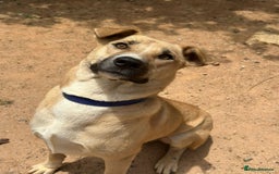 Mixed Breed dogs for sale: Magical Indie Street Dog Coming UK Seeks New Home - Image 7