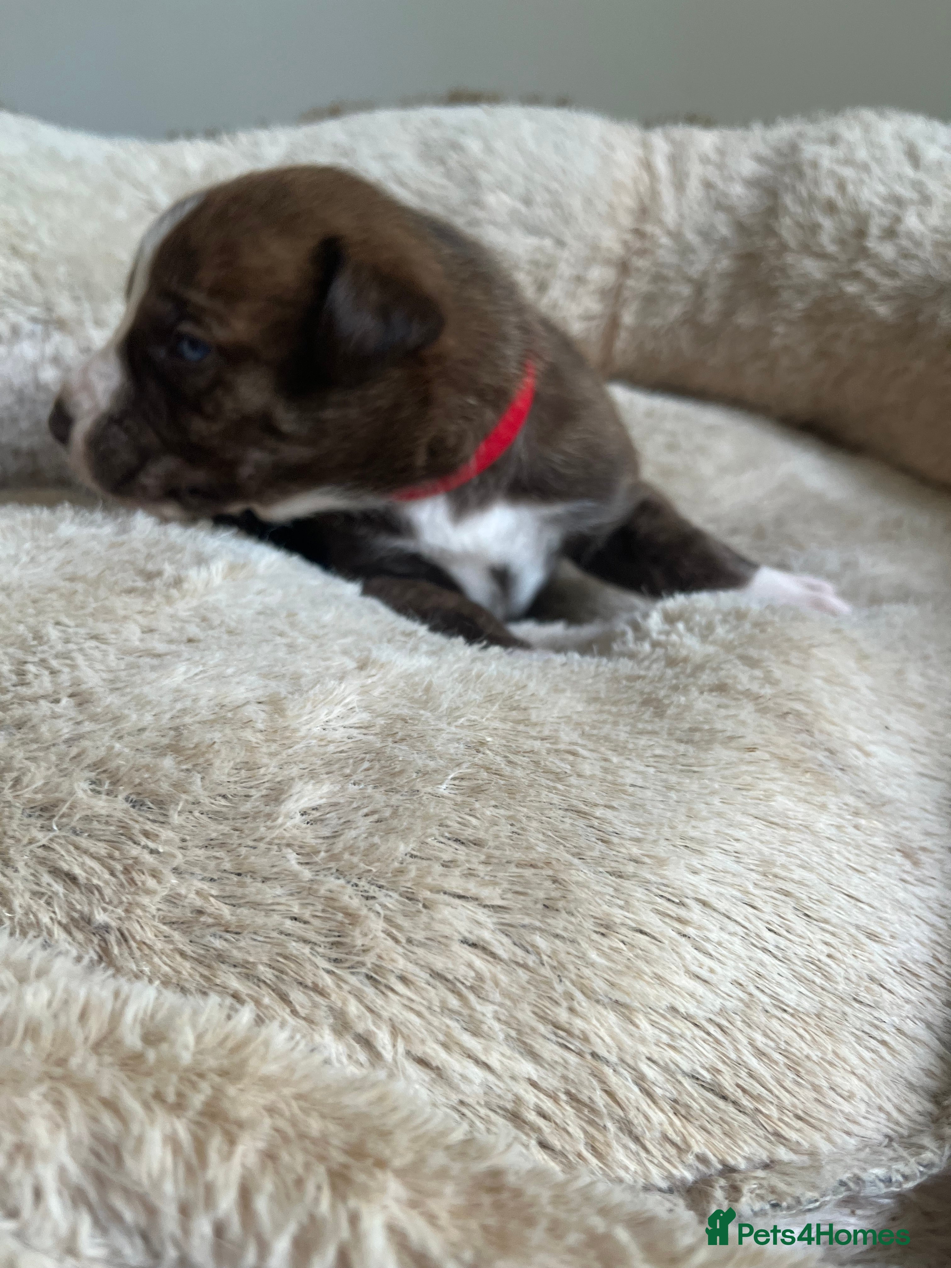 Mixed Breed dogs ✨Husky x American Bulldog Pups – Ready to Reserve✨ - Advert 14
