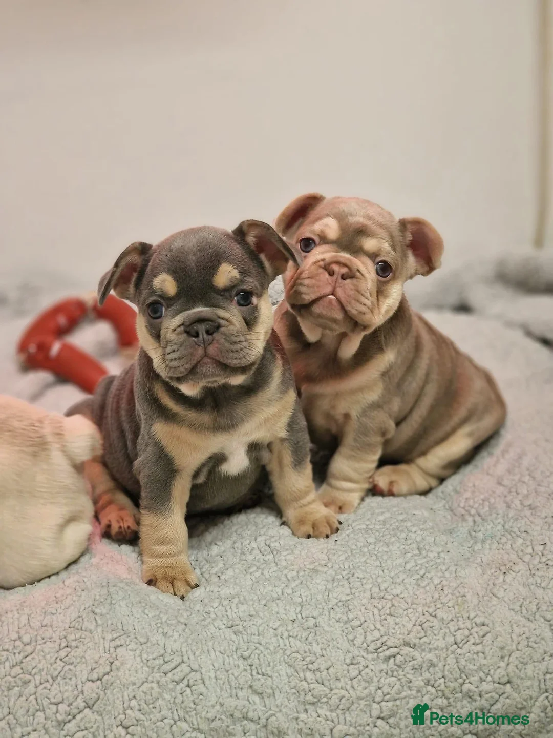 French Bulldog dogs for stud: ISABELLA NEWSHADE AND TAN CREAM CARRIER STUD in Boston - Advert 9