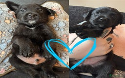Mixed Breed dogs for sale: Last little girl! Reduced! - Image 17