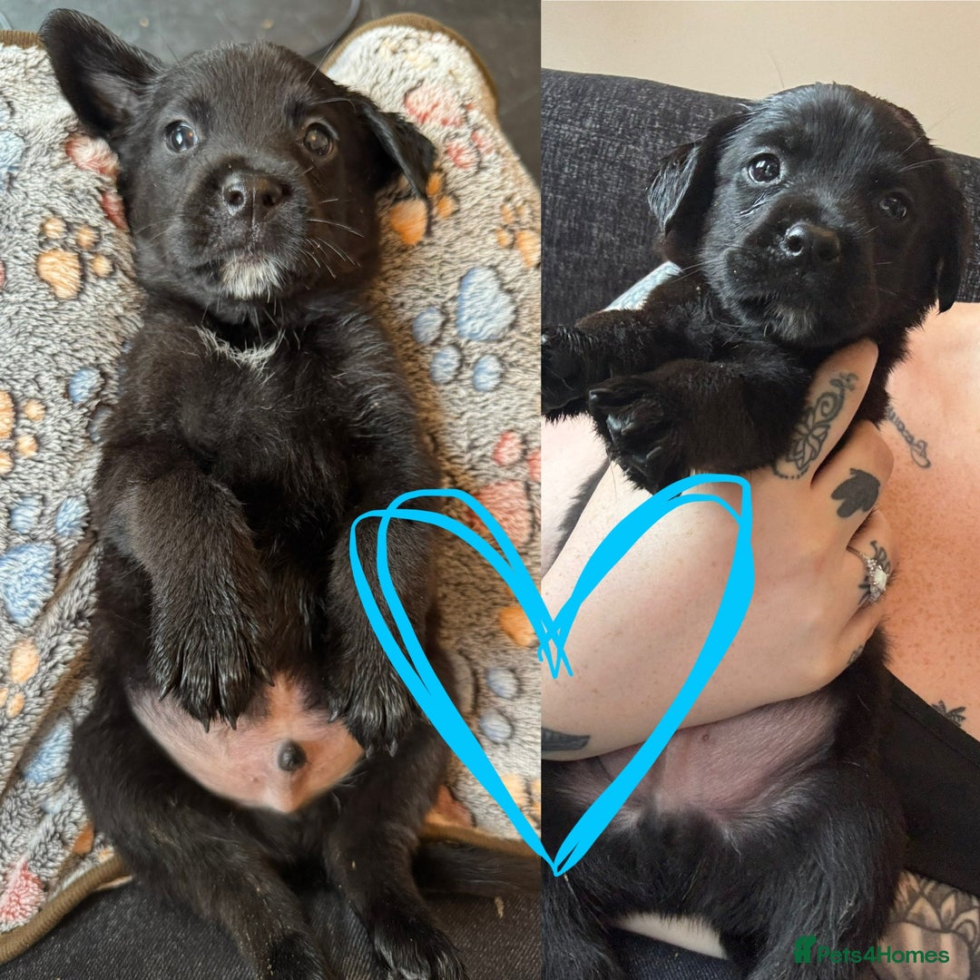 Mixed Breed dogs for sale: Last little girl! Reduced! - Image 17