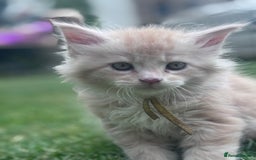 Maine Coon cats for sale: TICA REGISTERED champion Mainecoon kittens in Tring - Image 18