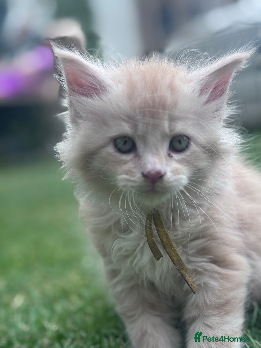 Maine Coon cats for sale: TICA REGISTERED champion Mainecoon kittens in Tring - Image 18