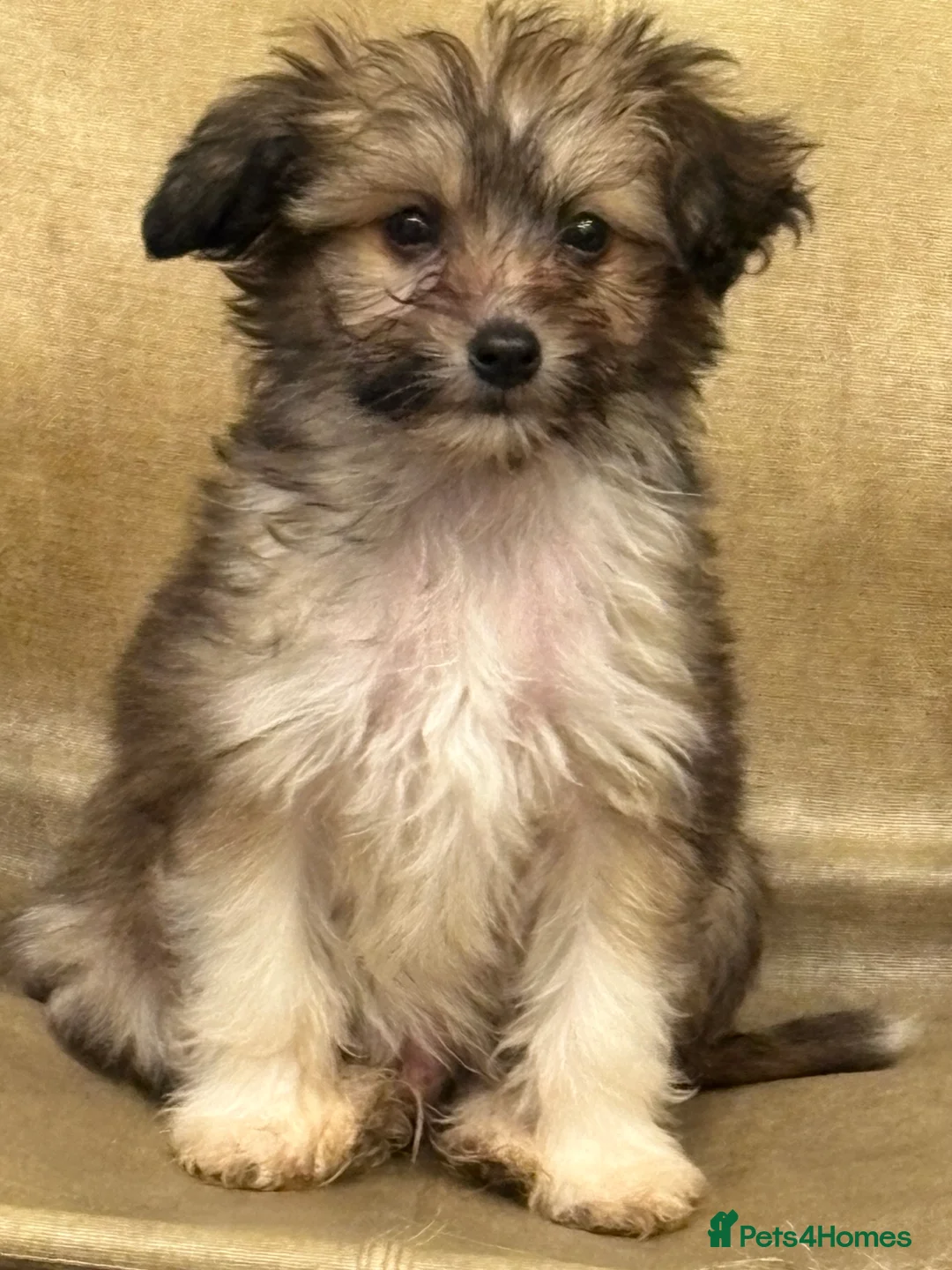 Chinese Crested dogs for sale: Stunning Chinese Cresteds - Advert 2