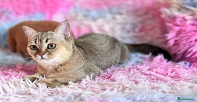 Scottish Fold cats - Advert 11