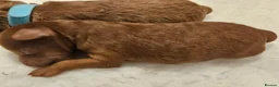 Toy Poodle dogs for sale: Stunning red toy poodle puppies - Advert 10