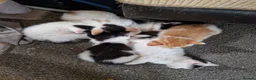 Mixed Breed cats for sale: Beautuful Kittens waiting for their furever homes - Advert 13