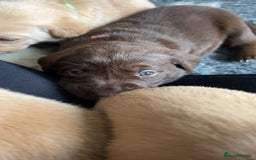 Labrador Retriever dogs for sale: Labrador puppies  - Image 27