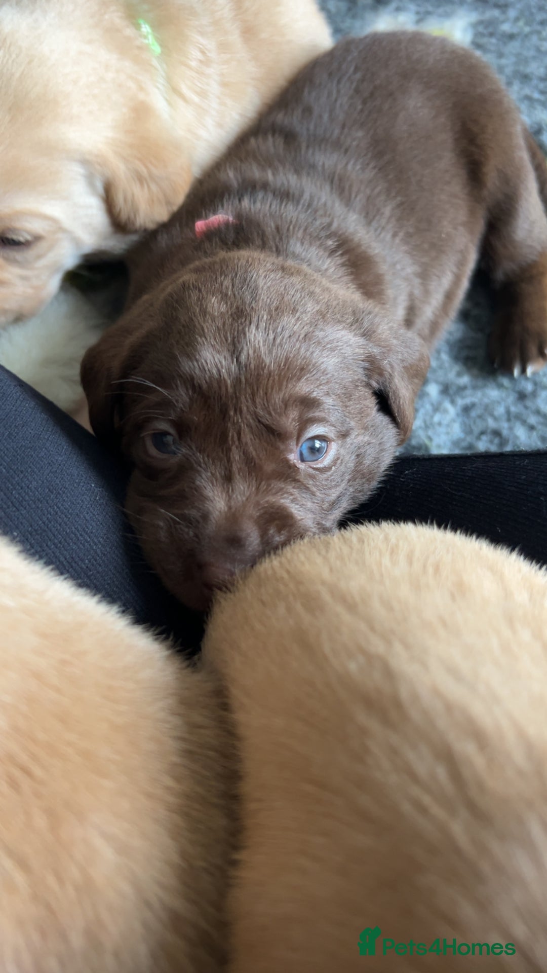 Labrador Retriever dogs for sale: Labrador puppies  - Image 27