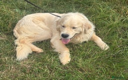 Golden Retriever dogs for adoption: Mo * Golden Retriever *240782 - Image 3