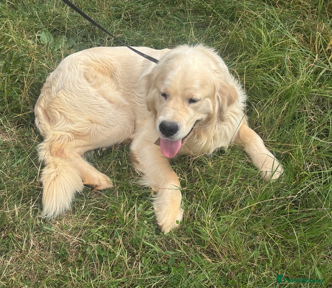 Golden Retriever dogs for adoption: Mo * Golden Retriever *240782 - Image 3